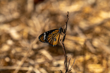 monarch butterfly on a flower