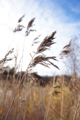 Obraz premium A sunny, windy Autumn day and some reeds