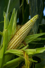 Corn Plantation Food. close up of a corn field in the countryside, many young corns are grown for harvesting to sell to a food factory