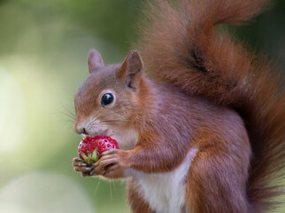 Eichhörnchen mit Erdbeere