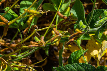 soybean shell in the soybean field. yellow and brown pods. Productivity improvement technology
