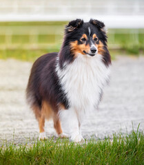 Collie. Sheltie. Stunning nice fluffy tricolor shetland sheepdog, dog outside portrait on a sunny summer day. Little collie dog smiling outdoors with blue heaven sky green grass. Sunlight. Summer
