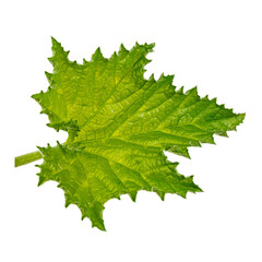 Green leaf of zucchini on white background, pumpkin plant.