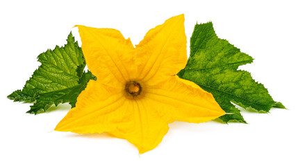 Yellow pumpkin flower with leaves on a white background.