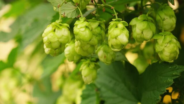 Farming and agriculture concept. Green fresh ripe organic hop cones for making beer and bread, close up. Fresh hops for brewing production. Hop plant growing in garden or farm