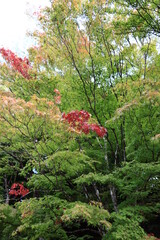 色づき始める塩原高原の紅葉