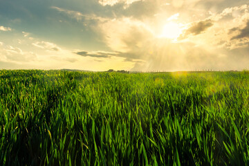 Sun shining through  the grass of a green field