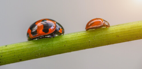 Three ladybugs on the green leaf after rain 