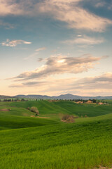 Fototapeta na wymiar Green hills of the Tuscany countryside at sunset, Italy