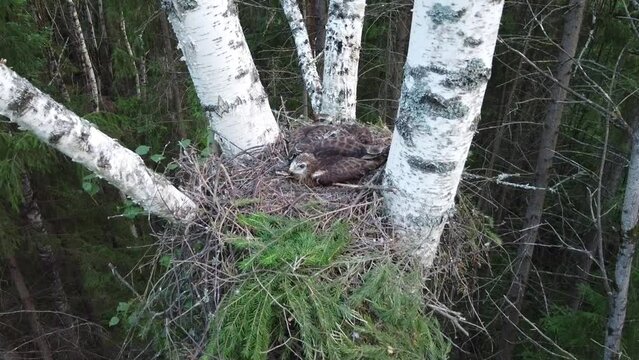 A bird of prey chick in a nest at a height of 30 meters