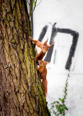 Eichhörnchen © Sulamith Sallmann