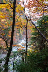 View of the mountain river between colored autumn trees, in the Ordesa valley, in Huesca, Spain, vertical
