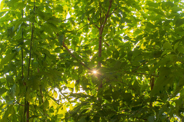 The sunlight shines through the bright green leaves at the dawn of spring.