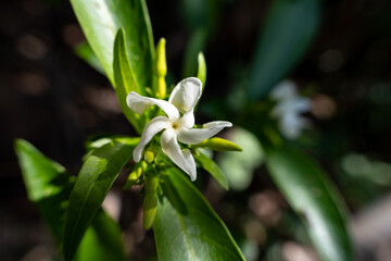 Beautiful white jasmine flower isolated on its leaf bud