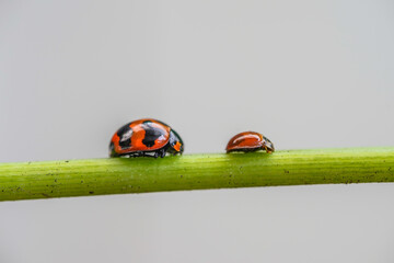 Three ladybugs on the green leaf after rain 