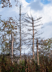 Waldsterben im Harz
