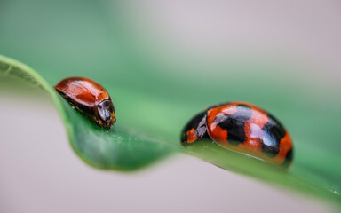Three ladybugs on the green leaf after rain 