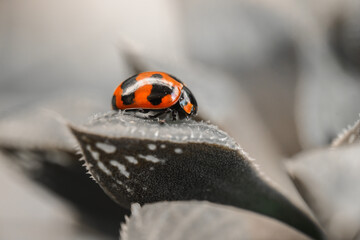Three ladybugs on the green leaf after rain 