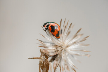 Three ladybugs on the green leaf after rain 
