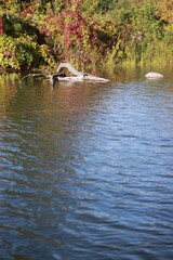 Calm river flowing thru the wild meadow on a pretty autumn day.