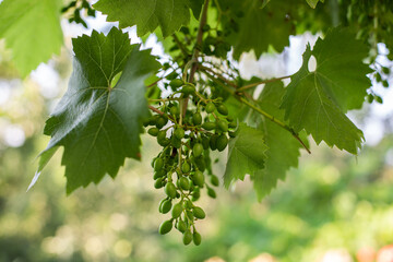 grape leaves in sunlight
