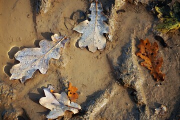Braune Laubblätter auf nassem Erdboden mit Muster bei Sonne am Nachmittag im Herbst