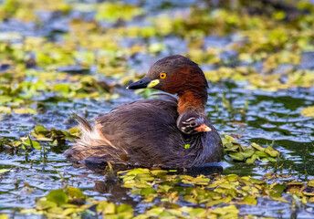 LIttle grebe and chick © Nick Hobgood