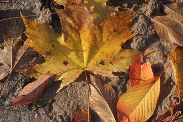 Orange-gelb-braune Laubblätter auf braunem nassen Erdboden bei Sonne am Mittag im Herbst