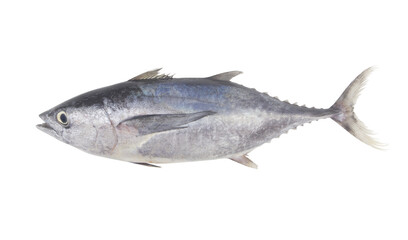 Fresh whole bluefin tuna fish isolated on white background	