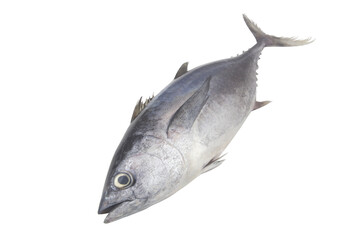 Fresh tuna isolated on white background