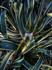 Plante de M&eacute;diterran&eacute;e 