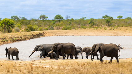 Fototapeta na wymiar A huge herd of African elephants at a waterhole