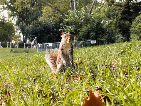 Squirrel in the park