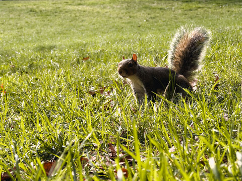Squirrel in the park