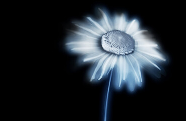 radiography of the flower
