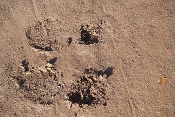 Zwei Schuhabdrücke auf nassem braunem Erdboden bei Sonne am Mittag im Herbst