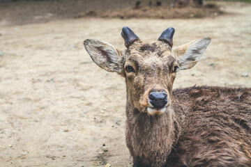 9 April 2012 The Deer of Nara, in Nara Park, Japan,