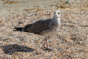Photo of a seagull relaxing by the seashore