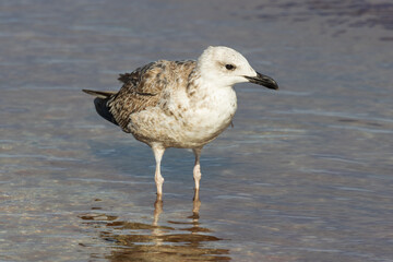 Photo of a sea gull relaxing in sea water