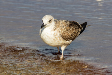 Photo of a sea gull relaxing in sea water