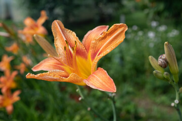 Tiger lily flower on blurred green background with snail. Blooming orange lily growing of a sunny day for publication, design, poster, calendar, post, screensaver, wallpaper, banner, cover, website