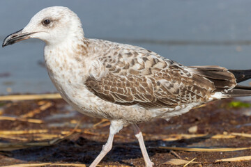 Obraz premium Photo of a seagull relaxing by the seashore
