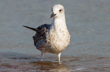 Picture of a sea gull relaxing in sea water