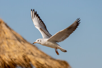 Sea gull in flight with beautiful blurry background