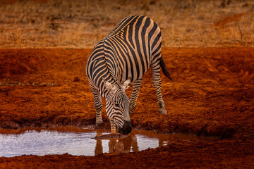 Fototapeta na wymiar A Zebra in the red sand of the Tsavo East National Park, Kenya
