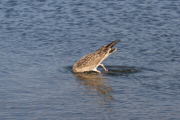 Photo of a seagull with its head under water