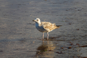 Picture of a sea gull relaxing in sea water