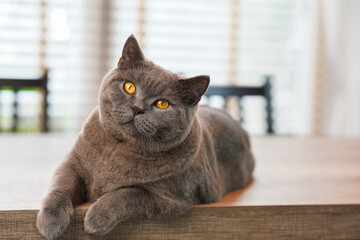 A fat Blue British Shorthair cat is resting on a wooden table. Looking at camera.