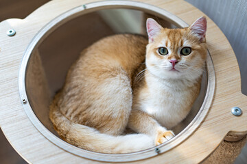 Kitten with green eyes - adorable British shorthair gold cat with deep rich green eyes on bed.