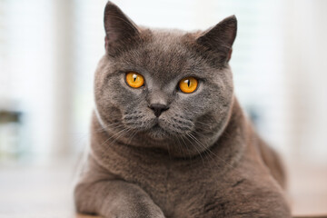 A fat Blue British Shorthair cat is resting on a wooden table. Looking at camera.